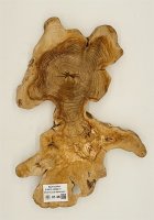 Olivenwurzel Olivenholz Möbelbau behandelt 49x38x6cm Tree 01.36